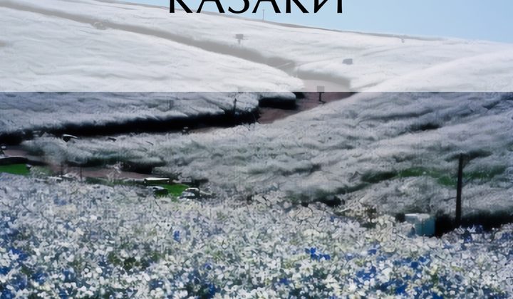Казаки